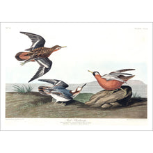 Load image into Gallery viewer, Red Phalarope Print by John Audubon