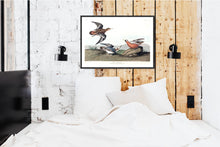 Load image into Gallery viewer, Red Phalarope Print by John Audubon