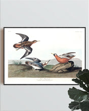 Load image into Gallery viewer, Red Phalarope Print by John Audubon