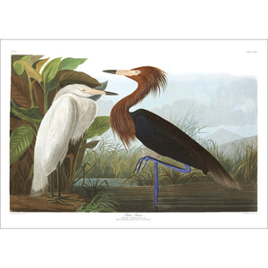 Purple Heron Print by John Audubon