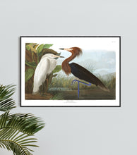Load image into Gallery viewer, Purple Heron Print by John Audubon