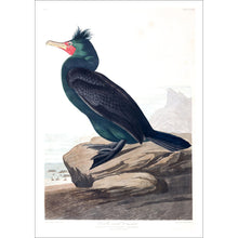 Load image into Gallery viewer, Double Crested Cormorant Print by John Audubon