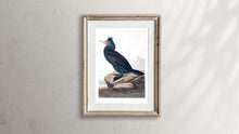 Load image into Gallery viewer, Double Crested Cormorant Print by John Audubon