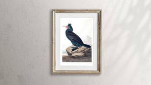 Double Crested Cormorant Print by John Audubon