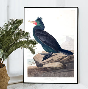 Double Crested Cormorant Print by John Audubon