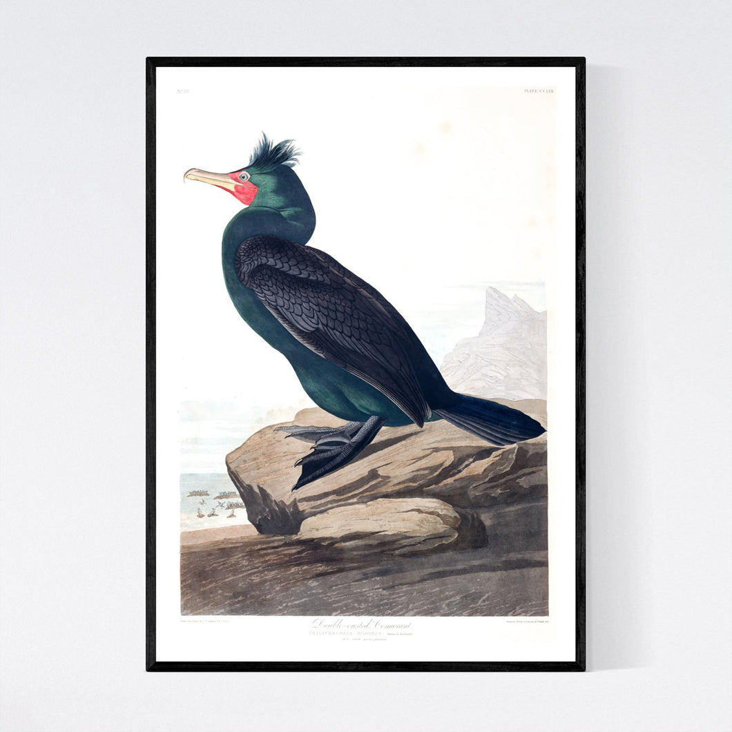 Double Crested Cormorant Print by John Audubon