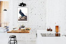 Load image into Gallery viewer, Double Crested Cormorant Print by John Audubon