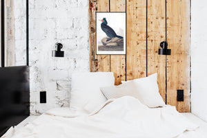 Double Crested Cormorant Print by John Audubon