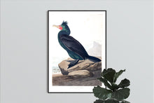 Load image into Gallery viewer, Double Crested Cormorant Print by John Audubon