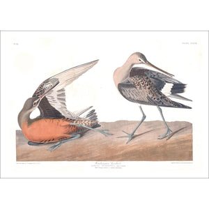Hudsonean Godwit Print by John Audubon