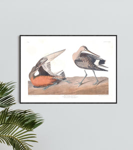 Hudsonean Godwit Print by John Audubon