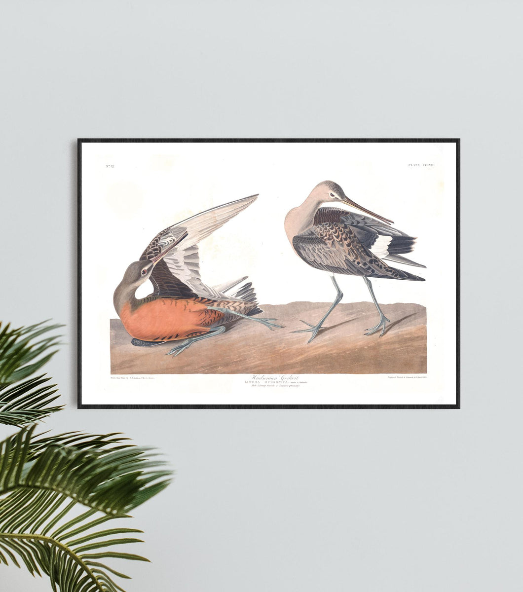 Hudsonean Godwit Print by John Audubon
