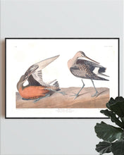 Load image into Gallery viewer, Hudsonean Godwit Print by John Audubon