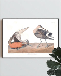 Hudsonean Godwit Print by John Audubon