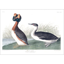Load image into Gallery viewer, Horned Grebe Print by John Audubon