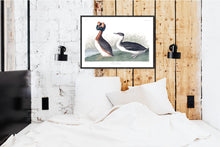 Load image into Gallery viewer, Horned Grebe Print by John Audubon