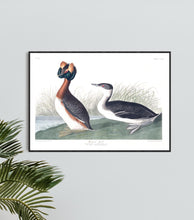 Load image into Gallery viewer, Horned Grebe Print by John Audubon
