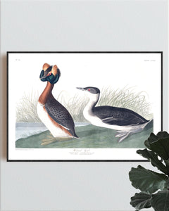 Horned Grebe Print by John Audubon