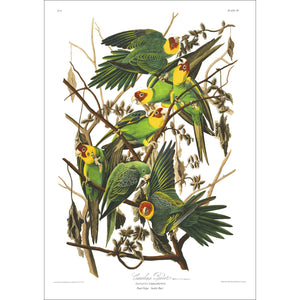 Carolina Parrot Print by John Audubon