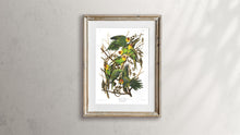 Load image into Gallery viewer, Carolina Parrot Print by John Audubon