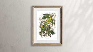 Carolina Parrot Print by John Audubon