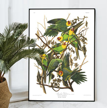 Load image into Gallery viewer, Carolina Parrot Print by John Audubon