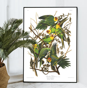 Carolina Parrot Print by John Audubon