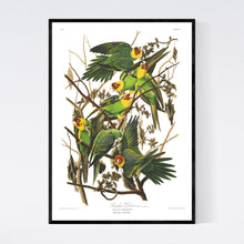 Load image into Gallery viewer, Carolina Parrot Print by John Audubon