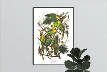 Load image into Gallery viewer, Carolina Parrot Print by John Audubon