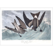 Load image into Gallery viewer, Forked-Tailed Petrel Print by John Audubon