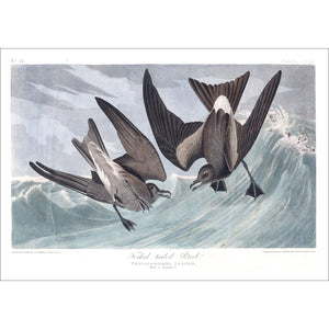 Forked-Tailed Petrel Print by John Audubon