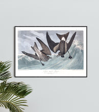 Load image into Gallery viewer, Forked-Tailed Petrel Print by John Audubon