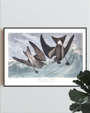 Load image into Gallery viewer, Forked-Tailed Petrel Print by John Audubon