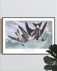 Forked-Tailed Petrel Print by John Audubon