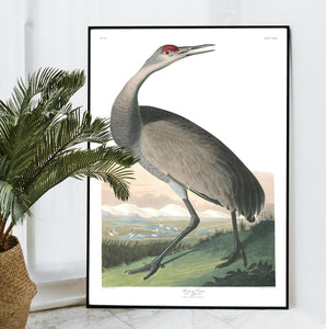 Hooping Crane Print by John Audubon