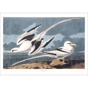 Tropic Bird Print by John Audubon