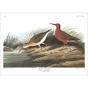 Curlew Sandpiper Print by John Audubon