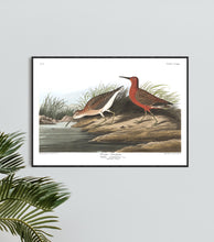 Load image into Gallery viewer, Curlew Sandpiper Print by John Audubon