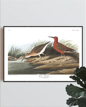 Load image into Gallery viewer, Curlew Sandpiper Print by John Audubon