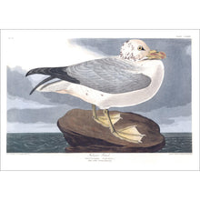 Load image into Gallery viewer, Fulmar Petral Print by John Audubon