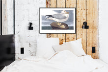 Load image into Gallery viewer, Fulmar Petral Print by John Audubon