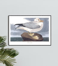 Load image into Gallery viewer, Fulmar Petral Print by John Audubon