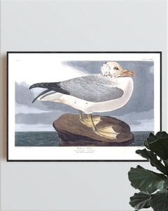 Fulmar Petral Print by John Audubon