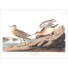 Load image into Gallery viewer, Buff Breasted Sandpiper Print by John Audubon