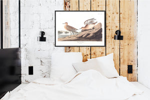Buff Breasted Sandpiper Print by John Audubon