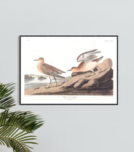 Load image into Gallery viewer, Buff Breasted Sandpiper Print by John Audubon