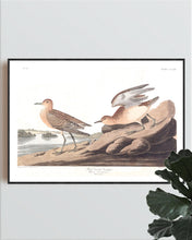 Load image into Gallery viewer, Buff Breasted Sandpiper Print by John Audubon