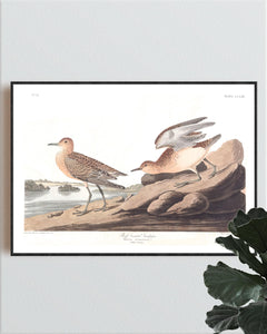 Buff Breasted Sandpiper Print by John Audubon