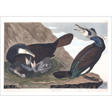 Load image into Gallery viewer, Common Cormorant Print by John Audubon