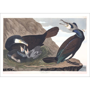 Common Cormorant Print by John Audubon